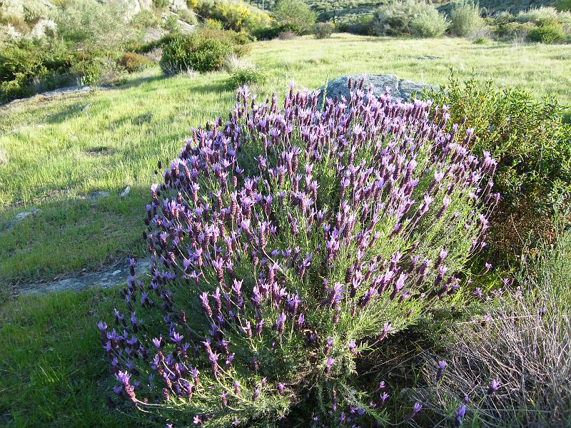 Arçãs, Rosmaninho (Lavandula Stoechas)1.JPG